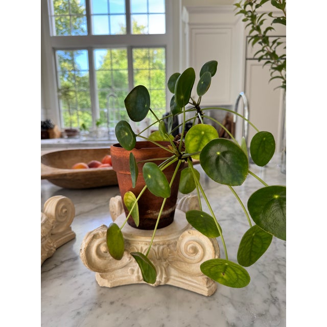 Pair of Vintage Plaster Risers For Sale In Philadelphia - Image 6 of 10
