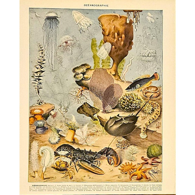 French 1897 Rare Set of 3-French Antique Lithographs-Seashells, Oceanography, Crustaceans For Sale - Image 3 of 4