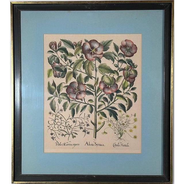Vintage Framed Basilius Besler Botanical Lithograph Prints Hortus Eystettensis Pair This exceptionally handsome pair of...
