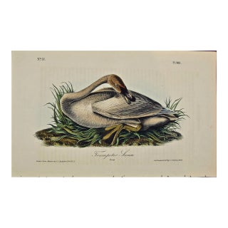 Audubon Trumpeter Swan: An Original 1st Edition Hand Colored Audubon Bird Lithograph, 1840 For Sale