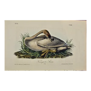 Audubon Trumpeter Swan: An Original 1st Edition Hand Colored Audubon Bird Lithograph, 1840