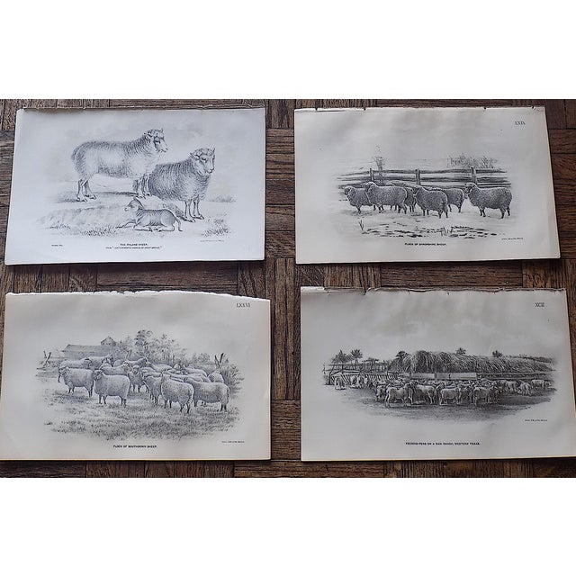 Authentic Antique 19th Century Sheep Stone Lithographs - Set of 20 For Sale - Image 4 of 7