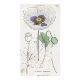 Antique Hand-Colored Botanical Print by the Sowerby Family — English Botany Series (C. 19th Century) E For Sale