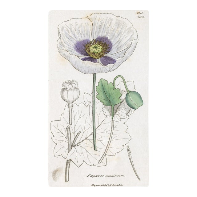 Antique Hand-Colored Botanical Print by the Sowerby Family — English Botany Series (C. 19th Century) E For Sale