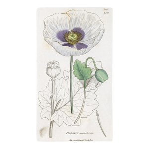 Antique Hand-Colored Botanical Print by the Sowerby Family — English Botany Series (C. 19th Century) E