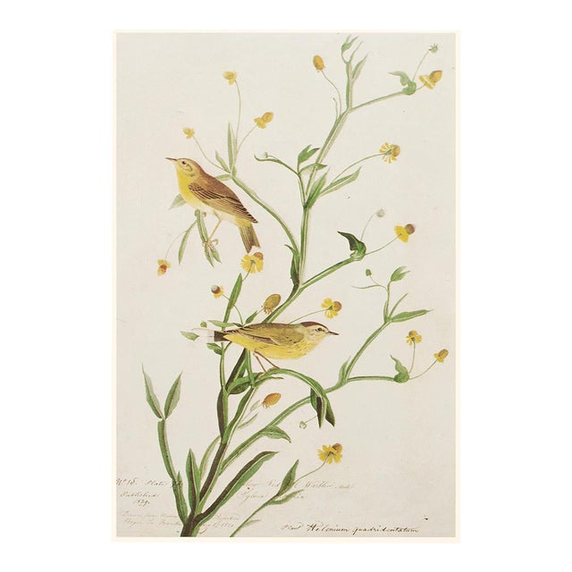 1966 Vintage Farmhouse Cottage Print "Yellow Red-Poll Warbler" After John James Audubon For Sale
