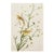 1966 Vintage Farmhouse Cottage Print "Yellow Red-Poll Warbler" After John James Audubon For Sale