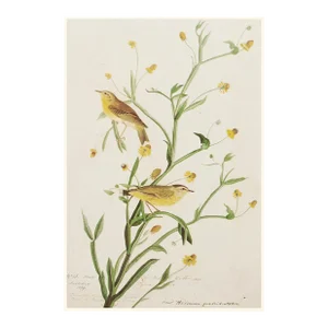 1966 Vintage Farmhouse Cottage Print "Yellow Red-Poll Warbler" After John James Audubon