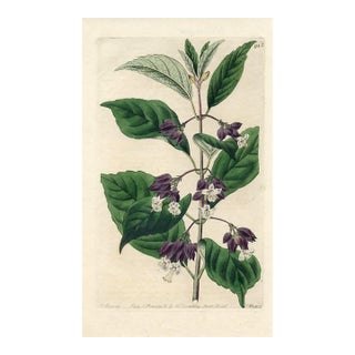 1826, Gloryberry Botanical Print, the Botanical Register, Original Antique Botanical Print, Engraving, Hand Colored, England For Sale