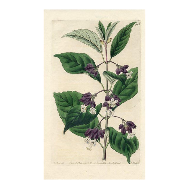 1826, Gloryberry Botanical Print, the Botanical Register, Original Antique Botanical Print, Engraving, Hand Colored, England For Sale