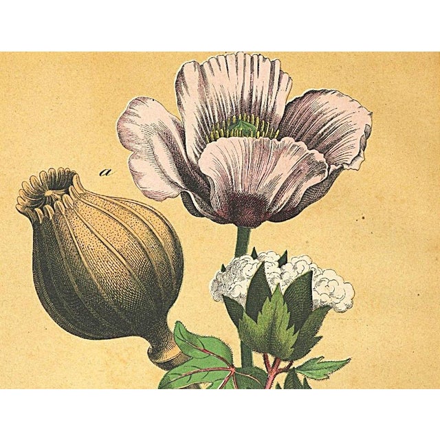 RARE! This is a matted original chromolithograph botanical that dates to the 1860’s! It is one of the oldest antique...