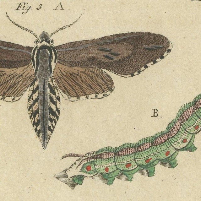 Bertuch, Moth Life Cycles with Caterpillars, 1815, Print For Sale - Image 4 of 12