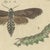 Bertuch, Moth Life Cycles with Caterpillars, 1815, Print For Sale - Image 4 of 12