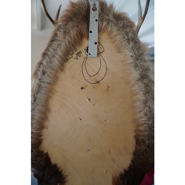 Elk Trophy Head & Shoulder Mount For Sale - Image 17 of 17