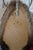 Elk Trophy Head & Shoulder Mount For Sale - Image 17 of 17