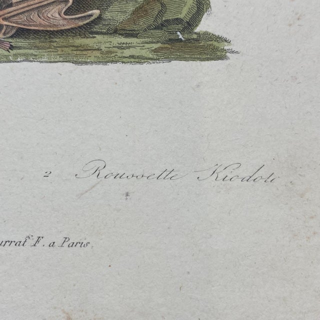 French Antique 18th Century "Le Galeophitheque" Animal Engraving Hand Colored Artwork For Sale In Portland, ME - Image 6 of 7