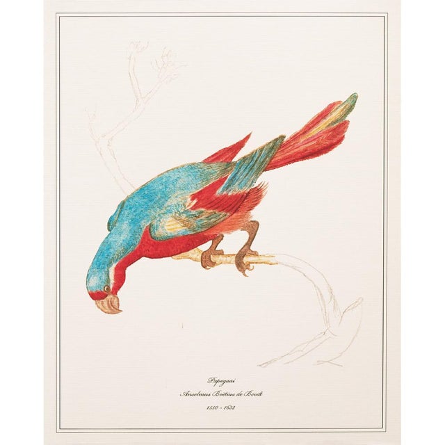 After 1590s Anselmus Boetius De Boodt, Parrot Print Set of 9 For Sale - Image 9 of 12