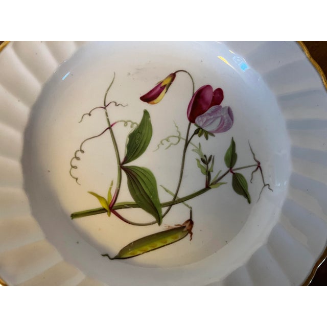 Antique 18th Century Derby Porcelain Botanical Plate Decorated With Hand Painted Specimen - Sweet Pea For Sale - Image 10 of 12