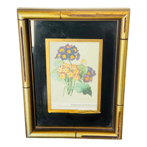 1970s Lovely Small Floral Primula Chromolithograph in Gold Frame Reproduction