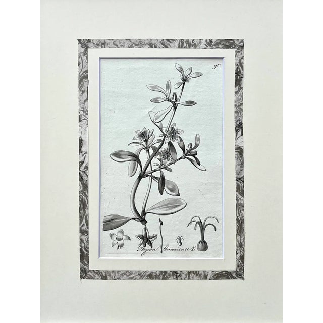 A beautiful original antique botanical painting or drawing in watercolor and ink by Adolf G. Weiss. Presented in archival...