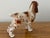 Charming spaniel figurine from mid 1900s. Please see condition details noted. Most items found at Pub & Oasis are vintage...