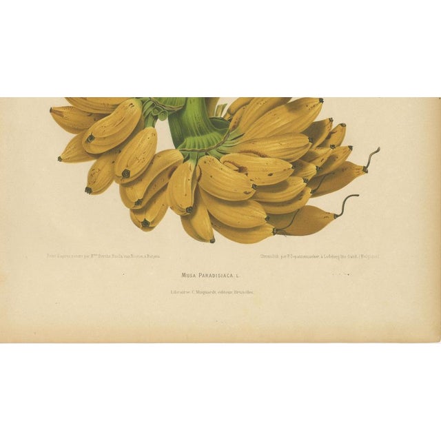 Paper Sheep van Nooten, Banana Botanical, 1880, Chromolithograph For Sale - Image 7 of 9