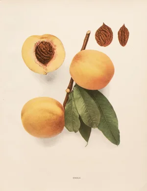 1900s U. P. Hedrick, Original Antique Photogravure of Engle Peaches