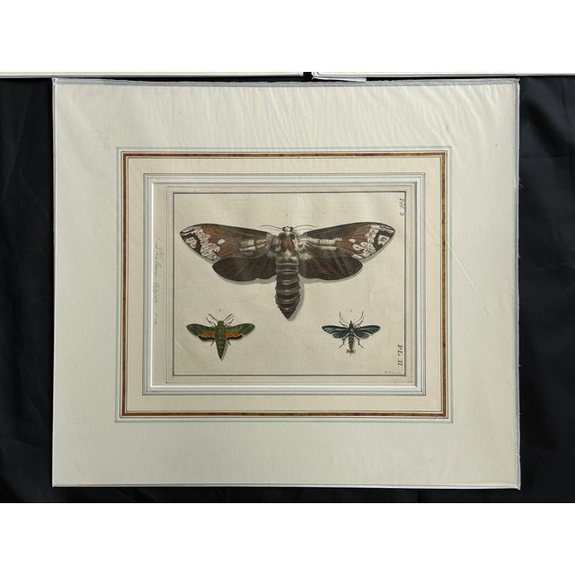 From a 1782 edition of Dru Drury's Illustrations of Natural History, these antique hand painted watercolor copper...