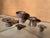 1970s Ceramic Candlesticks by Serocka, Germany, 1970s, Set of 5 For Sale - Image 5 of 13