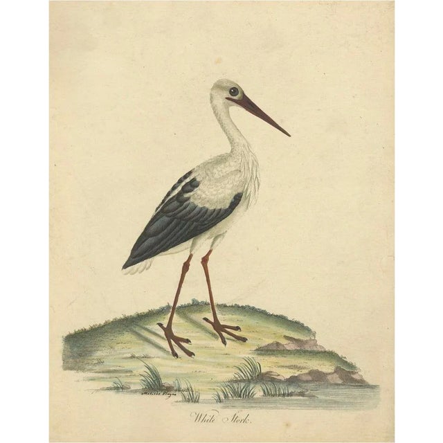 William Hayes and Matilda Hayes, The Elegance of the White Stork, 1794, Paper For Sale