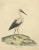 William Hayes and Matilda Hayes, The Elegance of the White Stork, 1794, Paper For Sale