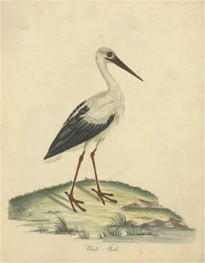 William Hayes and Matilda Hayes, The Elegance of the White Stork, 1794, Paper