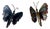 Modernist Butterfly Wall Sconces, 1890s, Set of 2 For Sale