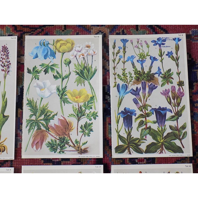 Realism Authentic Antique 19th Century Botanical Color Lithographs - Set of 6 For Sale - Image 3 of 7