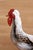 Painting of rooster perched on rock with aqua green bushes painted in the background. Slim bodied with tall black tail...
