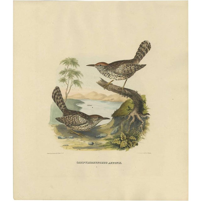Two Allied Wrens, 1869, Print For Sale