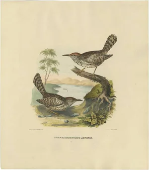 Two Allied Wrens, 1869, Print