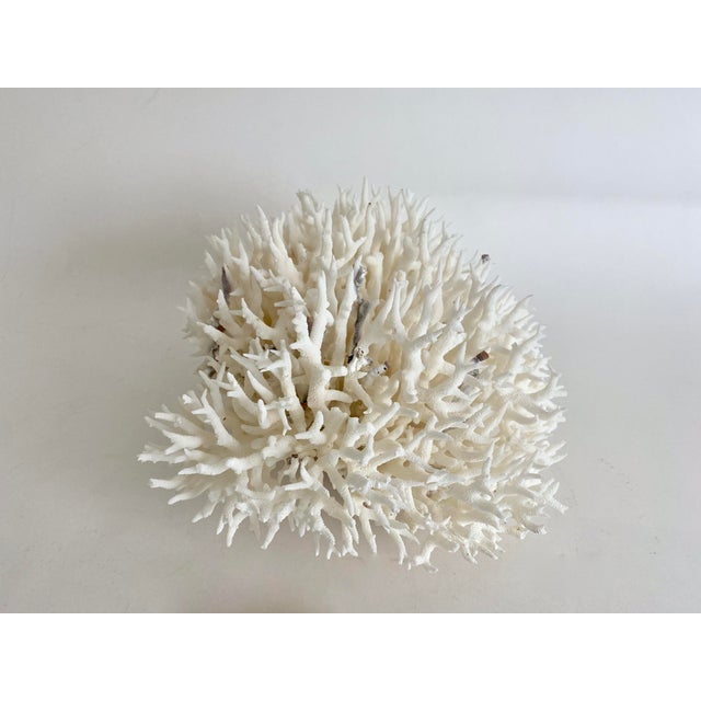 Shell Natural Birdsnest Coral Specimen For Sale - Image 7 of 9