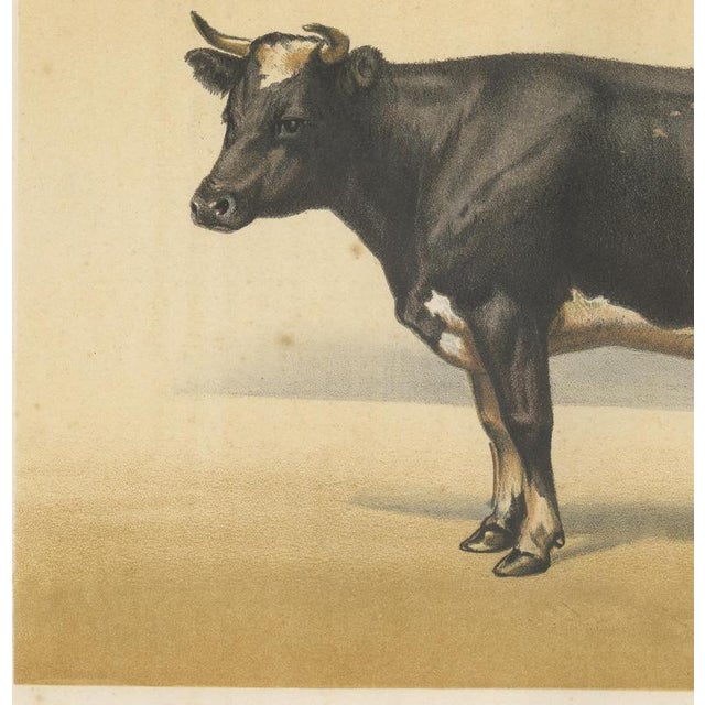 19th Century After Charles Olivier de Penne, Dutch Dairy Cow, Black and White Cattle, 1863, Chromolithograph For Sale - Image 5 of 9