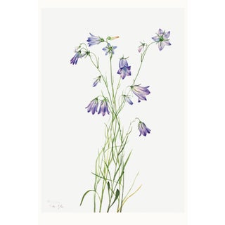 Harebell, Vintage Botanical Art Print Reproduction by Mary Vaux Walcott, 24″ × 36″ For Sale