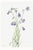 Harebell, Vintage Botanical Art Print Reproduction by Mary Vaux Walcott, 24″ × 36″ For Sale