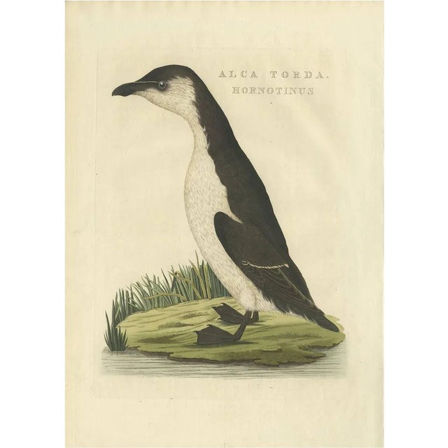 Sepp & Nozeman, Young Puffin, 1829, Paper For Sale