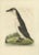 Sepp & Nozeman, Young Puffin, 1829, Paper For Sale