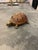 Italian Sarried Ltd. Mid Century Turtle Tortoise For Sale - Image 3 of 10