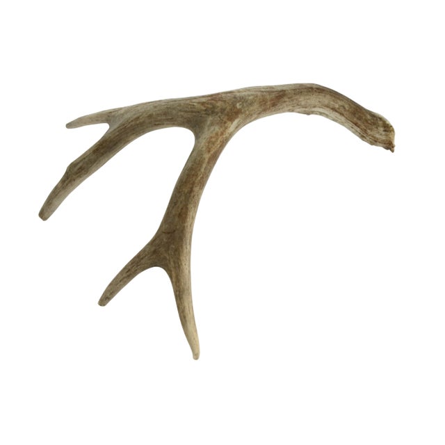 Late 20th Century Natural 4 Point Antler For Sale - Image 5 of 5
