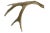 Late 20th Century Natural 4 Point Antler For Sale - Image 5 of 5