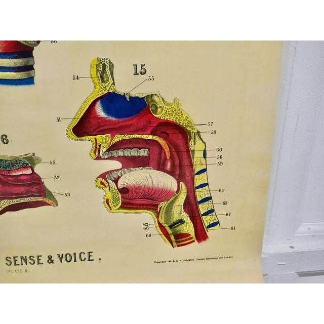 Large University Anatomical Chart of Organs of Sense & Voice by Dr. William Turner, 1920s For Sale - Image 4 of 7