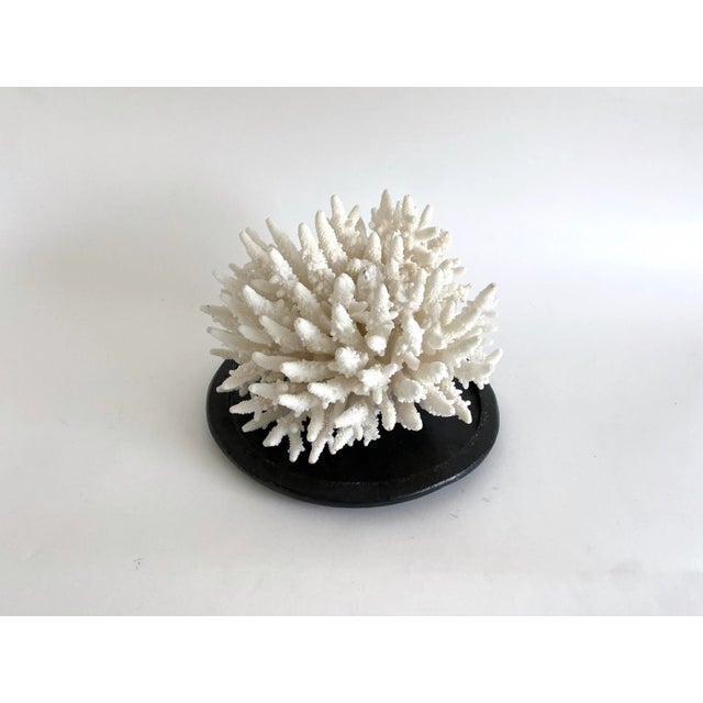 Obsessed with these primitive hand-carved stone plates that were used over heat for cooking. Age and utilitarian use has...