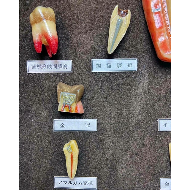 Japanese Dental Teaching Display with Anatomical Models, 1920s For Sale - Image 9 of 18