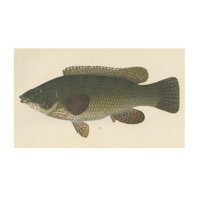 Scandinavian Hand-Coloured Fish Lithograph, 1895, Paper For Sale - Image 4 of 6